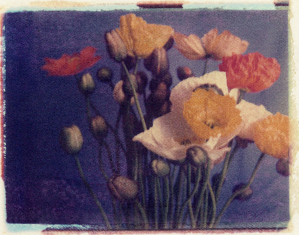 Untitled (Poppies)
