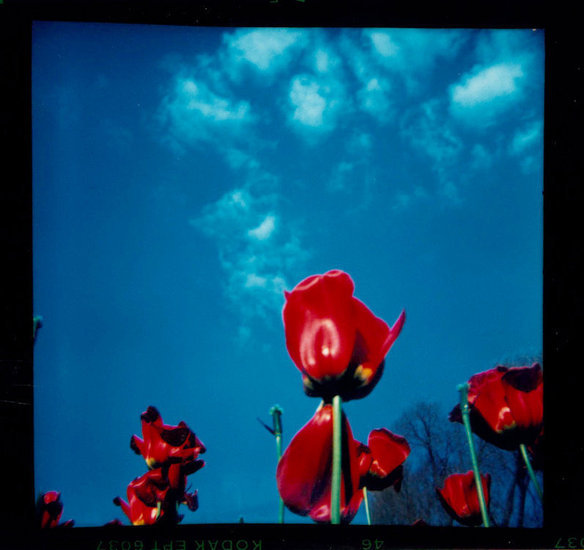 Untitled (Red tulips)