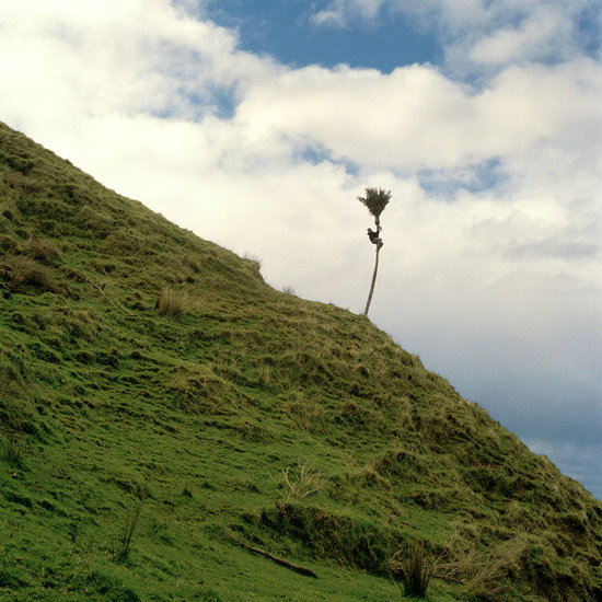 Tree Climb