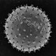globba winni (etched pollen grain– magnification 6,000X)