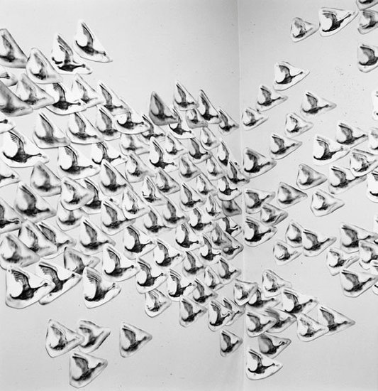 Photo document of flying wall ducks