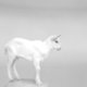 Study of a Goat: Capra hircus
