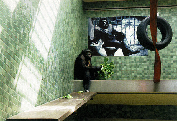 Berlin Cage – Planet of the Apes