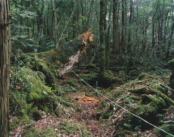 Aokigahara Jukai (The Blue Sea of Foliage): Hacked Tree