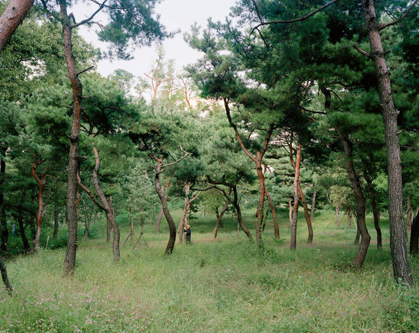 Tree drumming