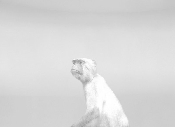 Study of a Langur monkey: Semnopithecus entellus